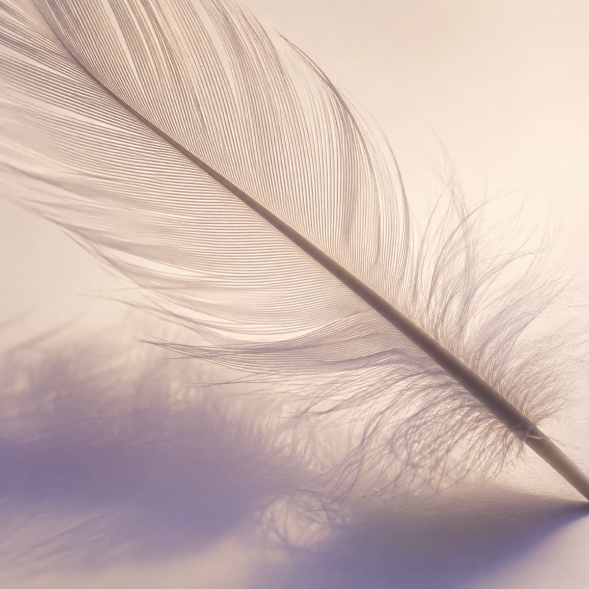 Macro photograph — Goose feather, farmed (Spain)